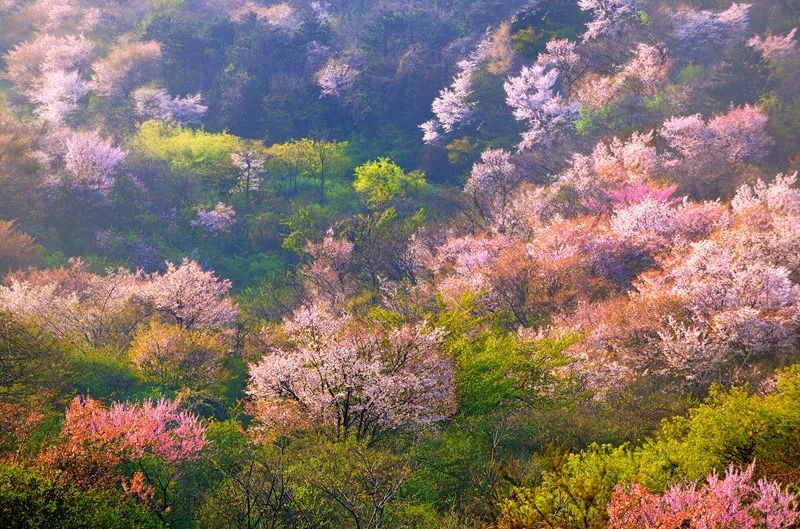 金兰山国家森林公园--樱花谷(摄影:白云龙)