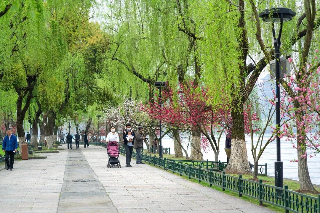 杭州西湖景区,柳浪闻莺"桃红柳绿" 沿湖桃花陆续进入花期!