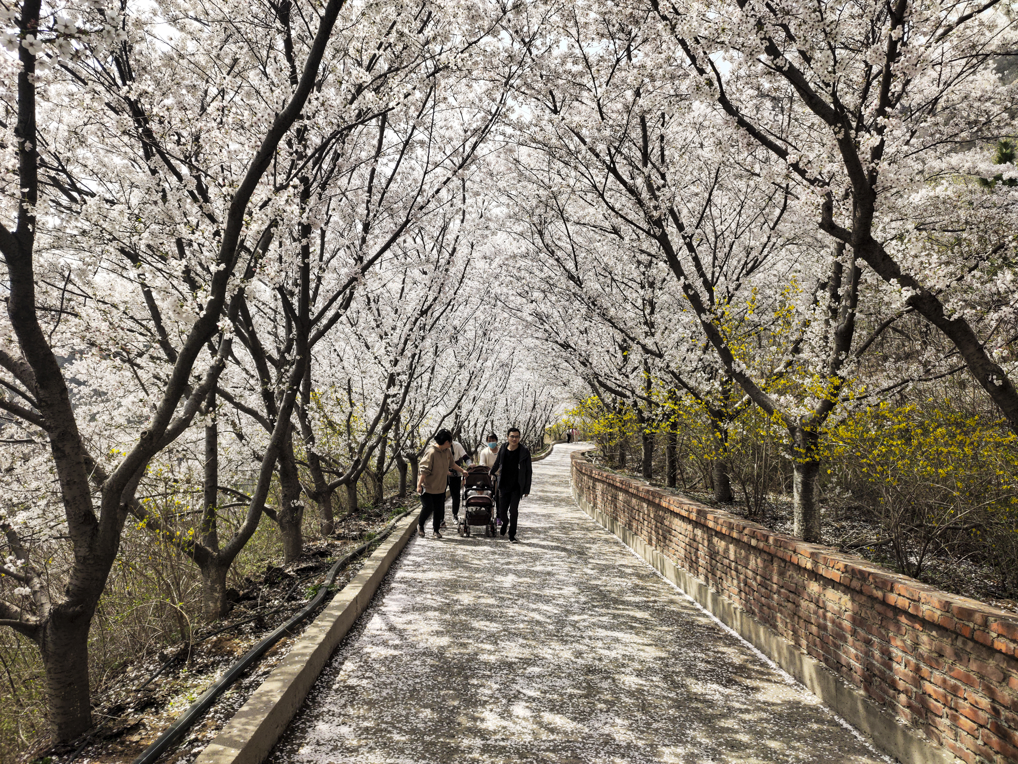 原创山东相册滨州市邹平樱花山风景区万株樱花漫山遍野令人惊艳