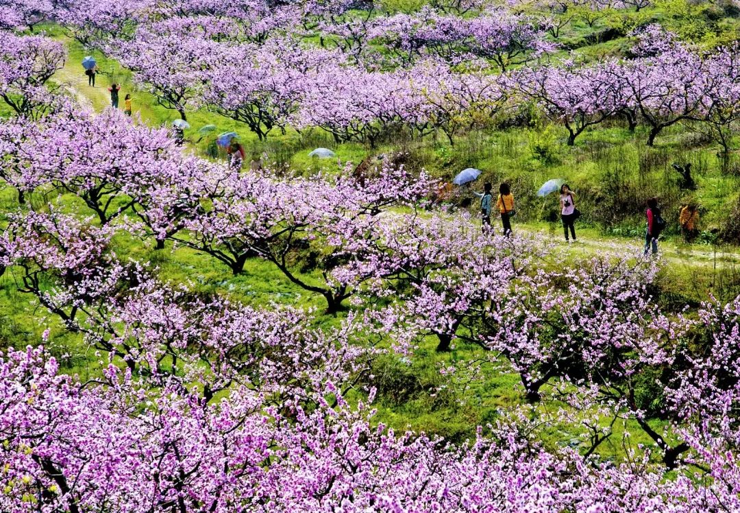 500多亩桃花盛放美醉闽侯这座山已经被桃花染红
