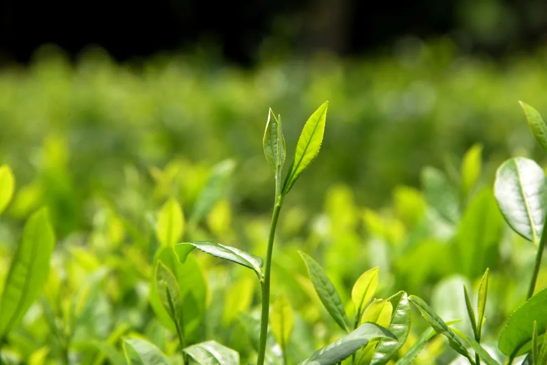 春天茶树萌发新芽(王文明-摄)