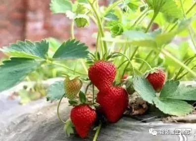 草莓是什么时间丰收 add9228458234dda841ee67a7fae73fe.jpeg