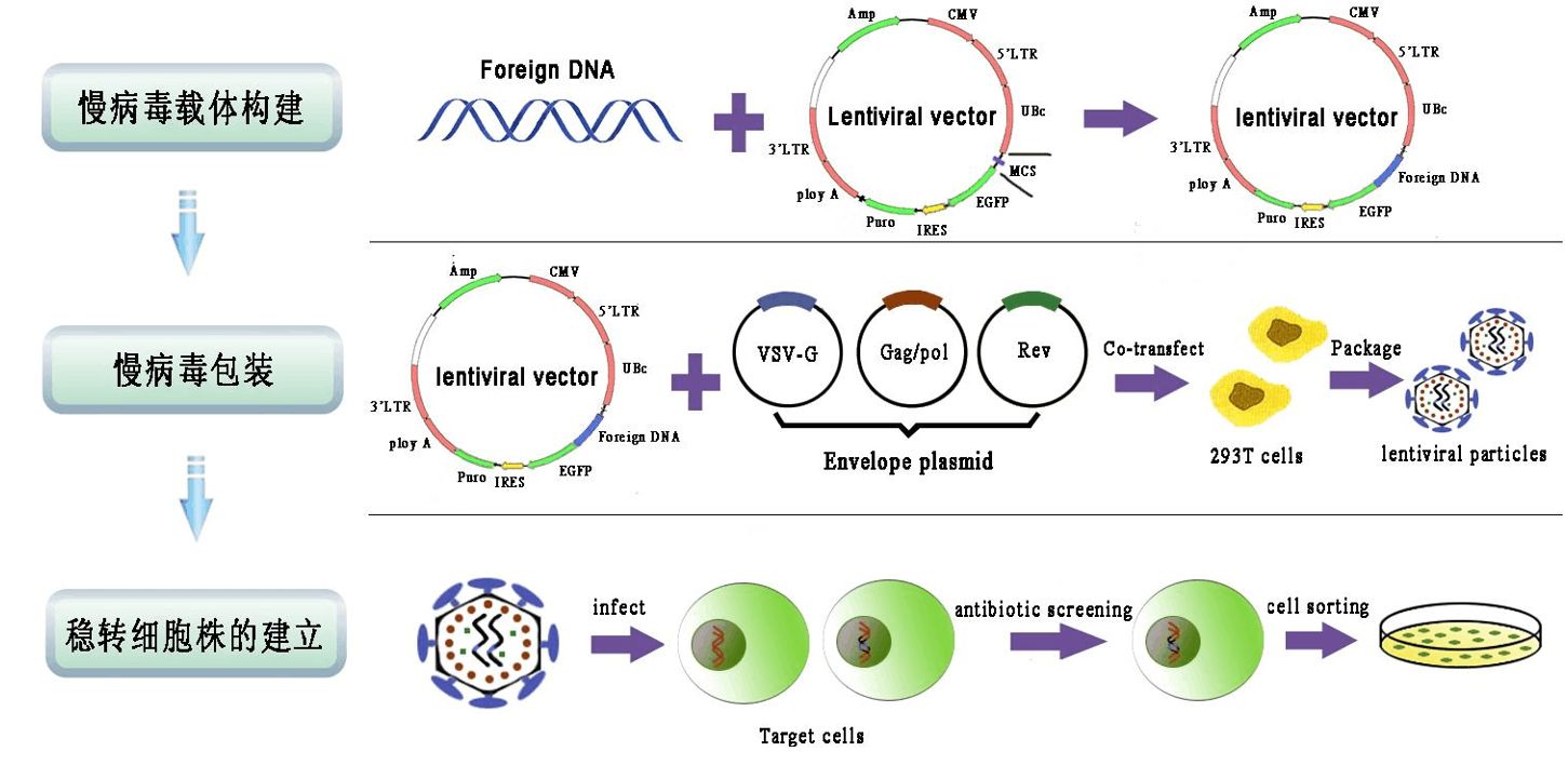质粒是什么 afc75ace648a4e7a93fa62840d771cd8.jpeg