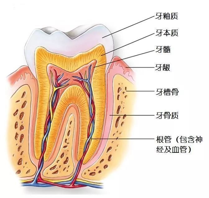 我们先从牙齿的结构说起,牙齿主要由四部分组成,牙釉质,牙本质,牙骨质