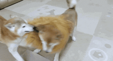 搞笑gif趣图:你怎么那么懒,做一个也是做啊