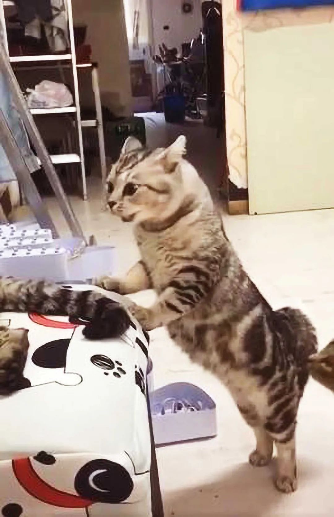 歪头猫咪表情包 b89cc8652d0245878f38df1070b69096.jpeg
