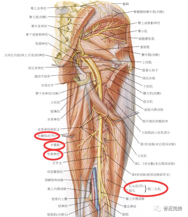 腘绳肌(坐骨神经,半腱肌,半膜肌和股二头肌;l5,s1,s2)解剖走行:触诊