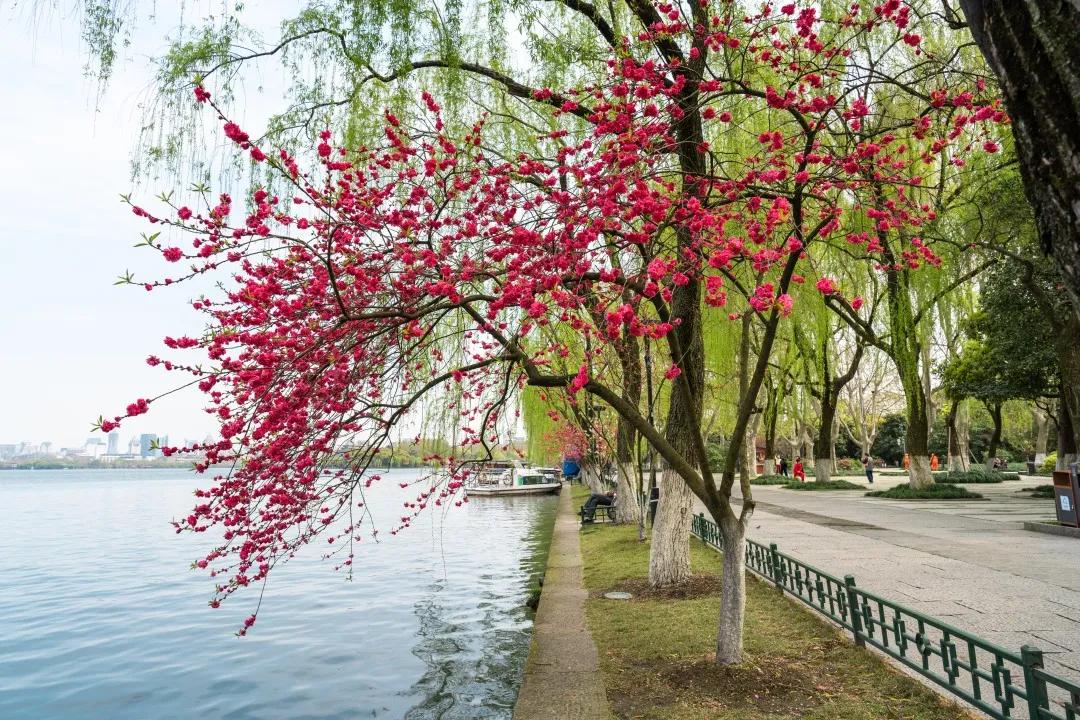 杭州西湖景区,柳浪闻莺"桃红柳绿" 沿湖桃花陆续进入花期!