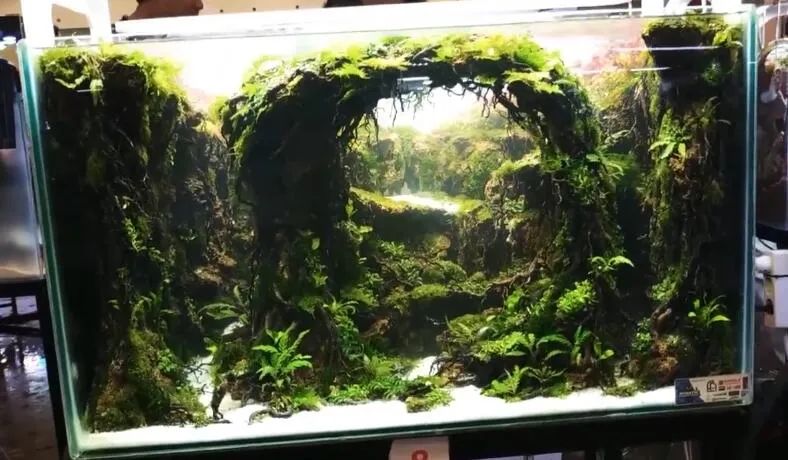 不过虽然不知道造景的过程,但是能达到这种美观程度,一定是花了不少的