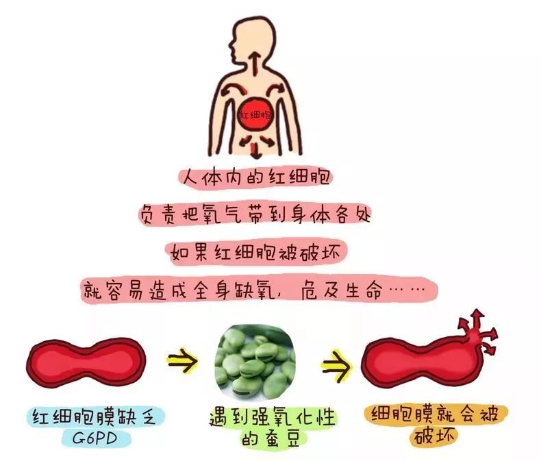 「礼拜」有的人不能吃4岁男孩吃了两口、抢救两个礼拜！这道最常见的菜