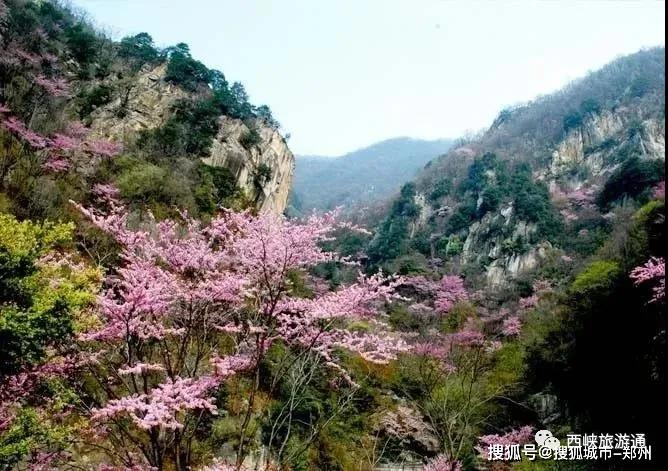 西峡老君洞作为一个大型的山水景区不仅可以观赏到紫荆花海更是呼吸