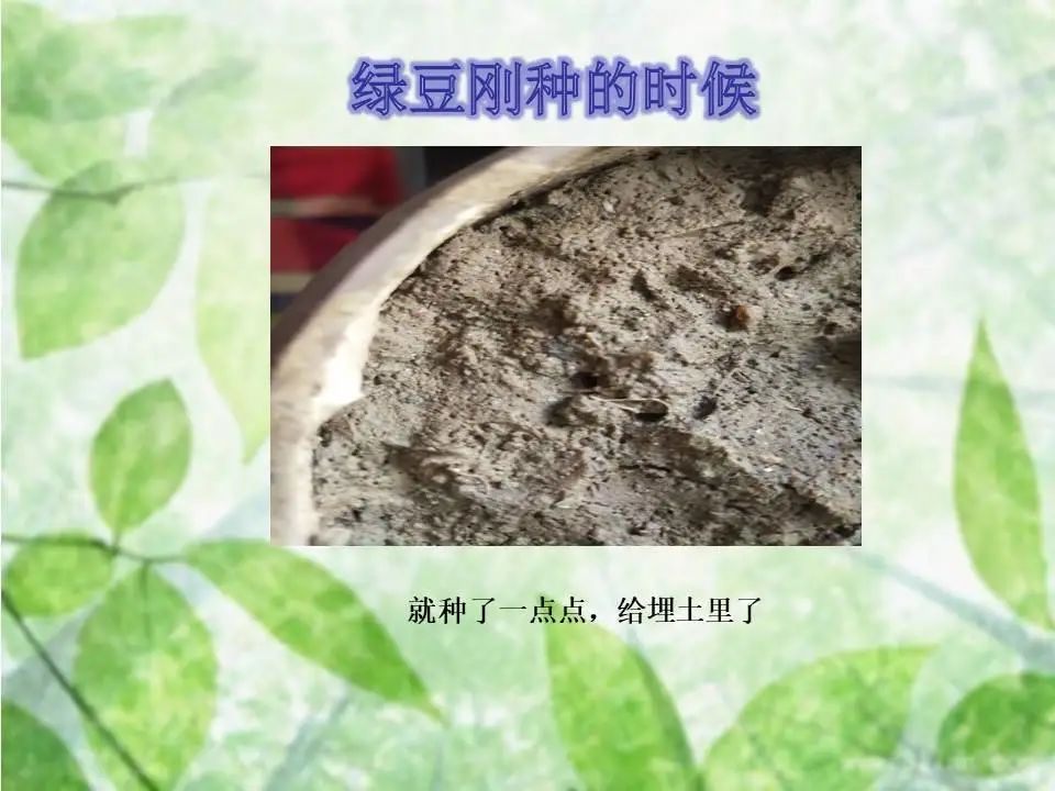 如何种植黄豆视频 d02ff87b6ecd4db3a57aadf3df7230ab.jpeg