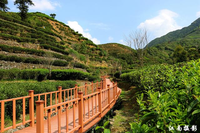 凤凰镇这条新修樱花栈道,穿越茶园,风景迷人_茶叶