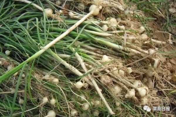 学名:也叫薤白蒜,薤伯蒜,小根菜,小蒜【性状】根头呈不规则卵圆形