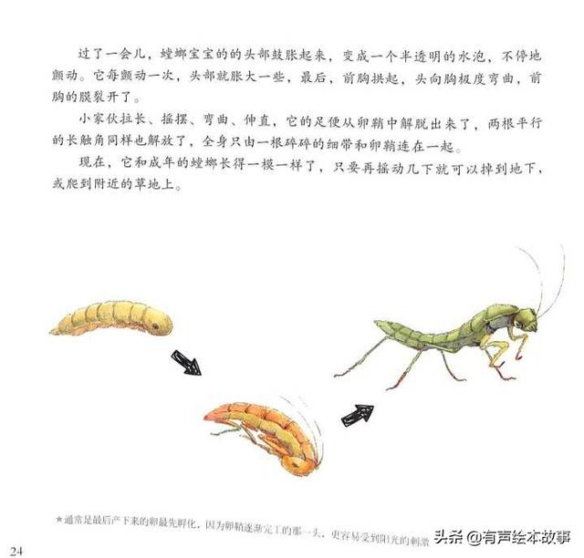 法布尔昆虫记科普绘本疯狂的剪刀手螳螂