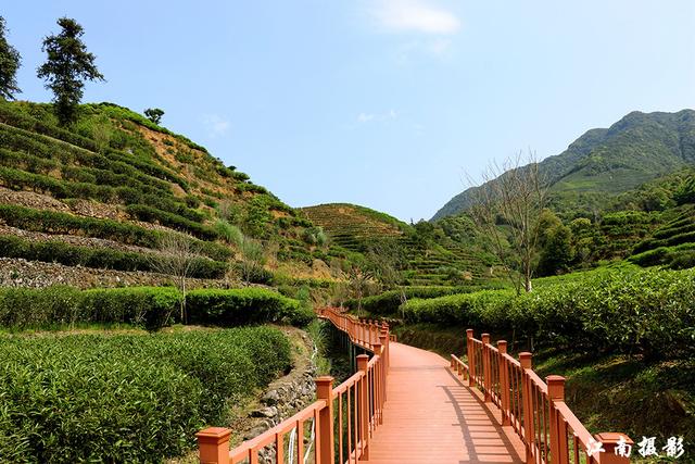 凤凰镇这条新修樱花栈道,穿越茶园,风景迷人_茶叶