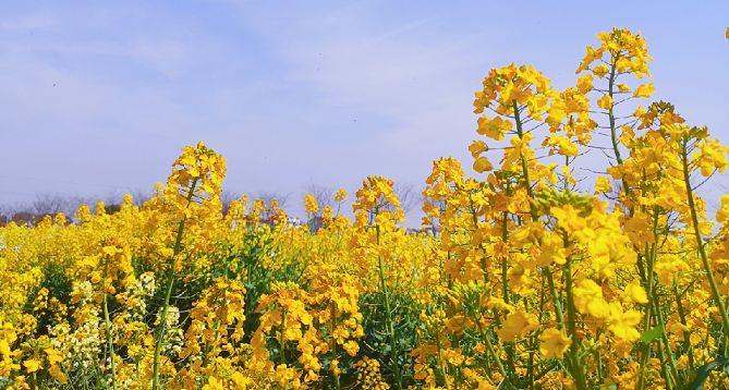 在新村乡这片七彩油菜花海里与春天撞个满怀