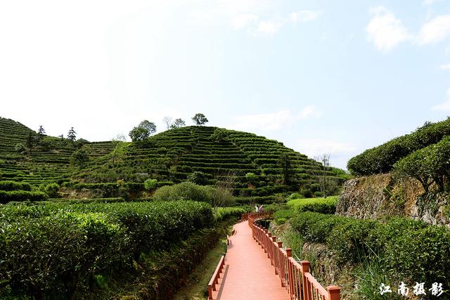 凤凰镇这条新修樱花栈道,穿越茶园,风景迷人_茶叶