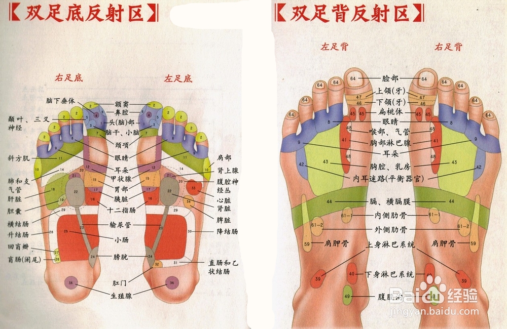 亨云网 思考手足部可以看成是五脏六腑的全息图,通过按摩手足可以刺激