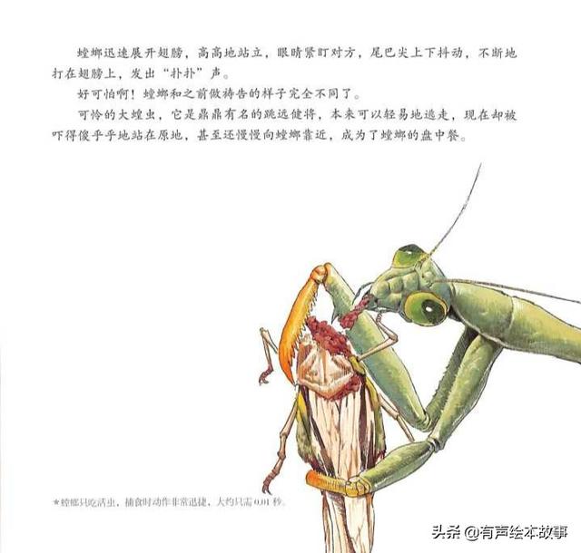 法布尔昆虫记科普绘本《疯狂的剪刀手螳螂》