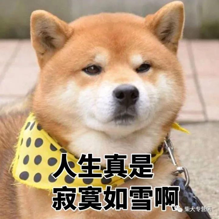 柴犬萌贱表情包,主人你的脑洞也太大了吧?