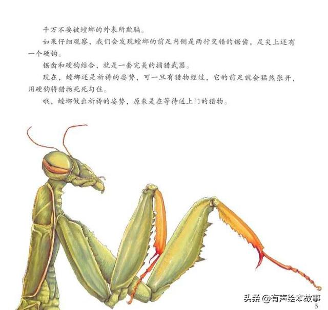 法布尔昆虫记科普绘本《疯狂的剪刀手螳螂》