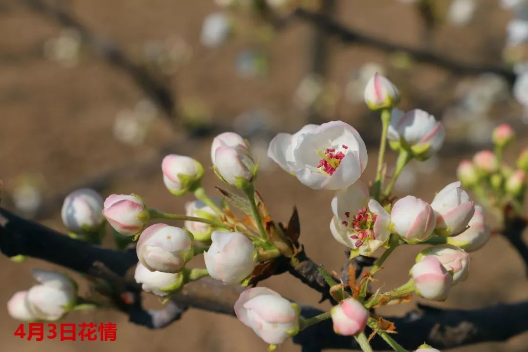 花骨朵进入"疏花保果"期2019年4月4日-4月6日 梨园进入盛花期梨花会