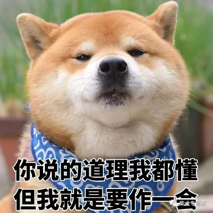 柴犬萌贱表情包,主人你的脑洞也太大了吧?