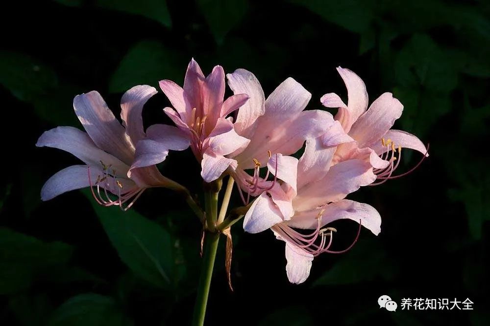 识花 看图猜花名,了解更多有趣花卉知识