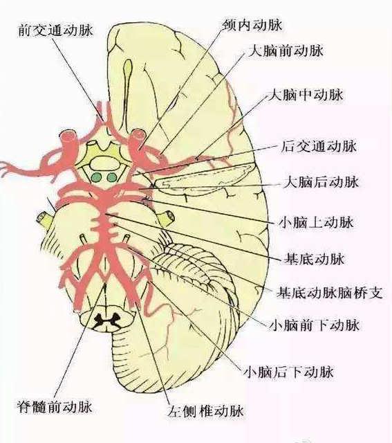 大脑后循环缺血的影像检查