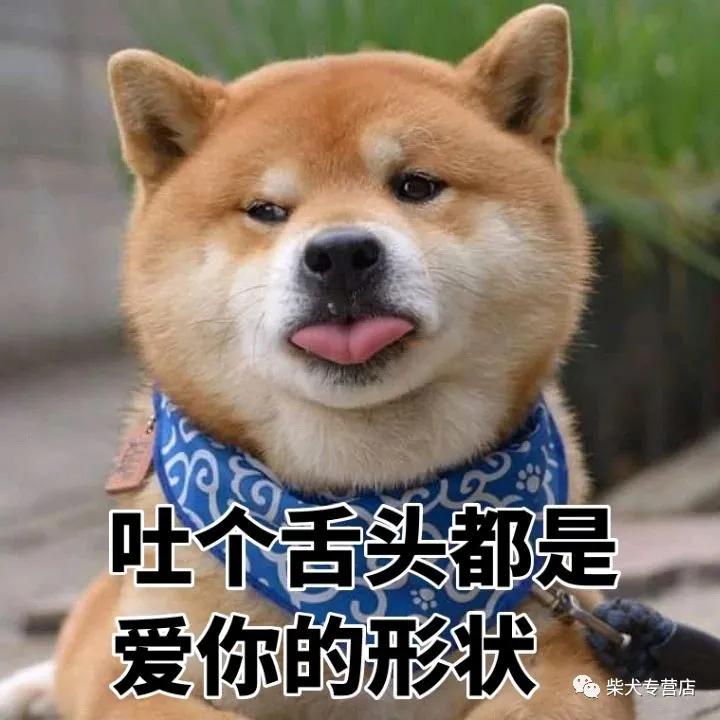 柴犬萌贱表情包,主人你的脑洞也太大了吧?