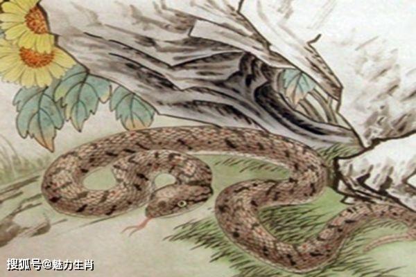 什么生肖排在蛇背后 00845615478c4a47be12200a20a6eaf4.jpeg