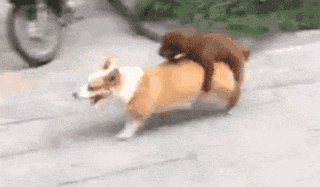 0566db0722a14321af97e9279e725c91.gif