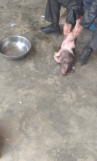 在我们村阉割猪也叫"敲猪,就是将公猪的睾丸,母猪的卵巢摘除或破坏掉