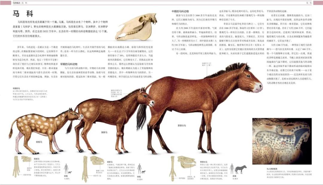 大陆马青马商城《dk马百科全书》国内首发:带你了解一匹马5600万年的