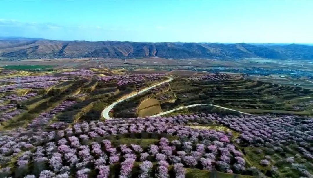 【焦点】自驾赏山花,彭阳这条公路是最佳选择!