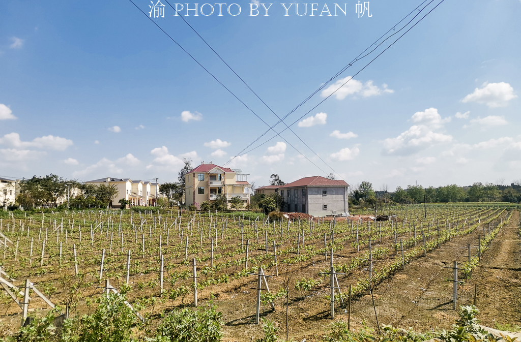 航拍重庆潼南第一镇,中国柠檬之都的最大柠檬基地,你知道是哪? 航拍重庆潼南第一镇,中国柠檬之都的最大柠檬基地,你知道是哪?