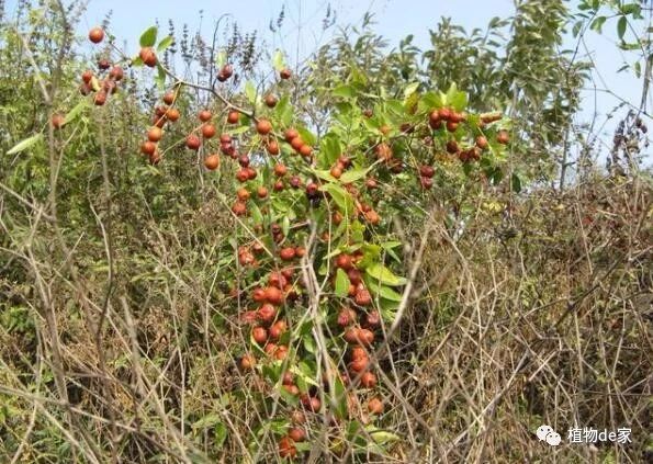 二,酸枣仁可防止虚汗,稳固卫气