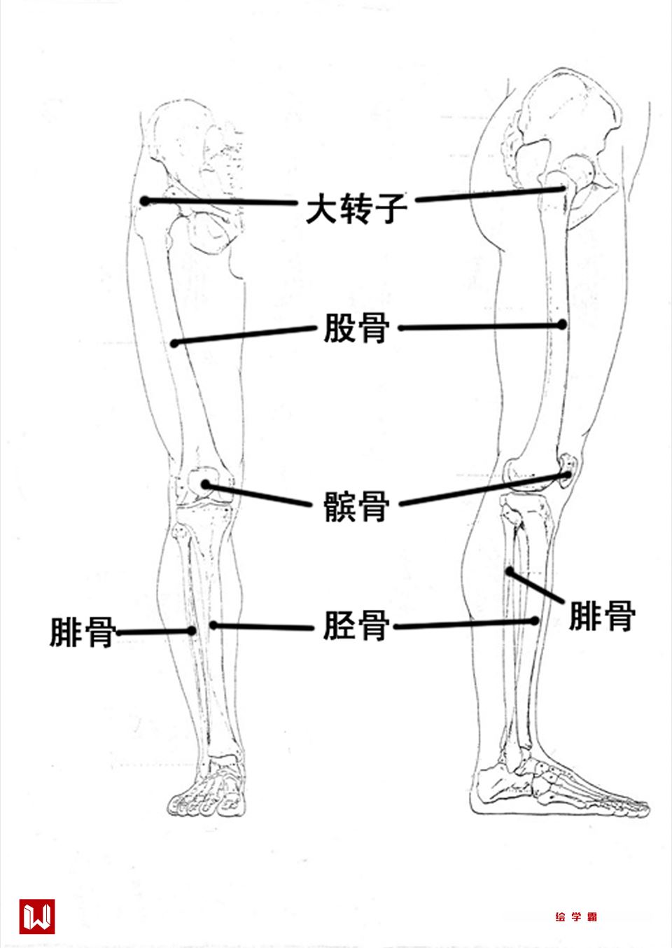 腿部接的组成结构由大腿的股直肌 ,股外肌,缝匠肌和小腿的腓肠肌