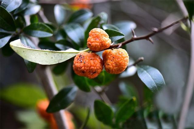 穿破石植物中的穿山甲