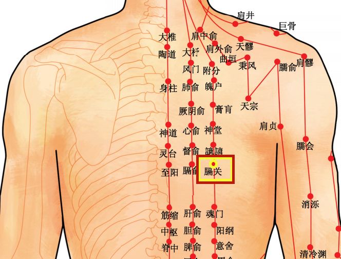 穴位知识十二经脉足太阳膀胱经之膈关穴