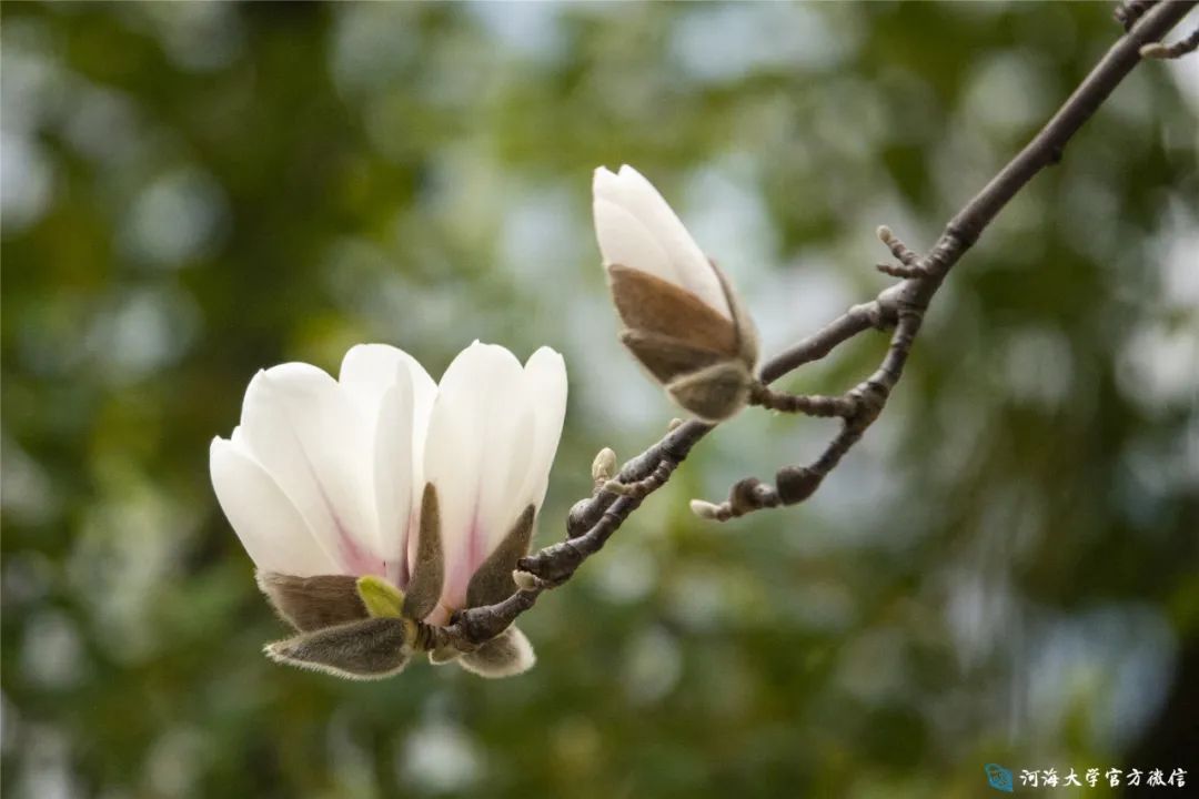 花开了带你云赏春日的河海