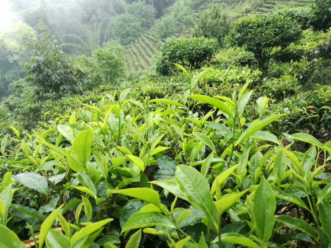 随后又在中国南方各地,如四川古宁,贵州怀仁,福建安溪以及海南岛等地