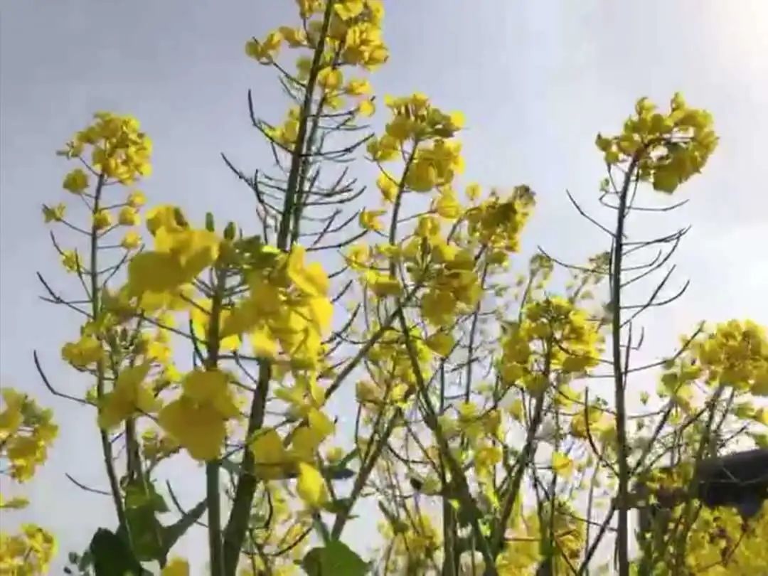 油菜花