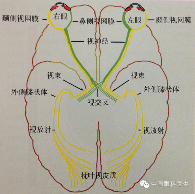 精美眼科解剖图详解