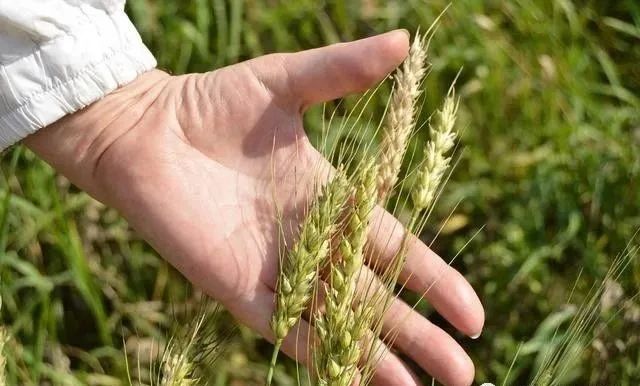 什么是小麦拔节期 拔节期是几月份 怎么管理?