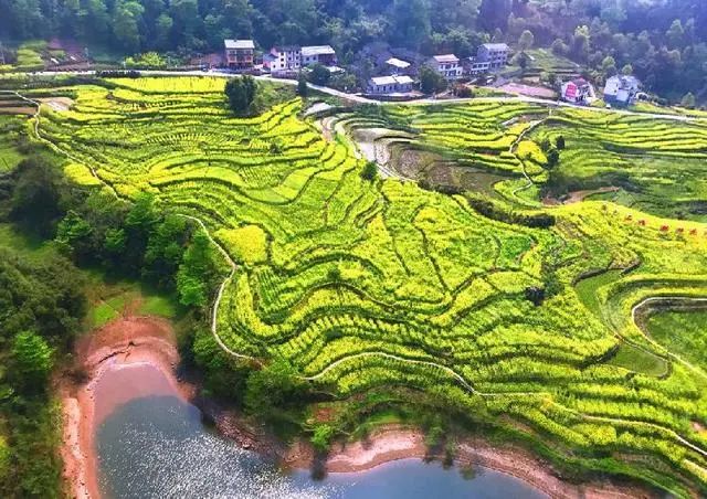 3月25日,2020年"金色石滩·麒麟花海"低空运动飞行活动在巴南区石滩镇