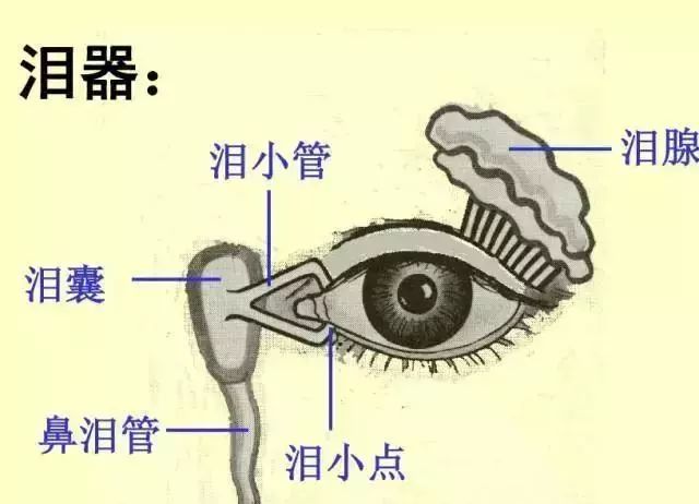 61张经典眼解剖与生理图片值得收藏