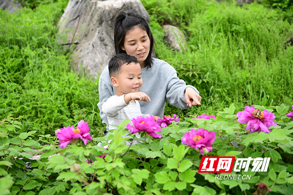 常宁市往东南方向,西岭桐排村海拔800米高峰岩山顶400余亩的"五门牡丹