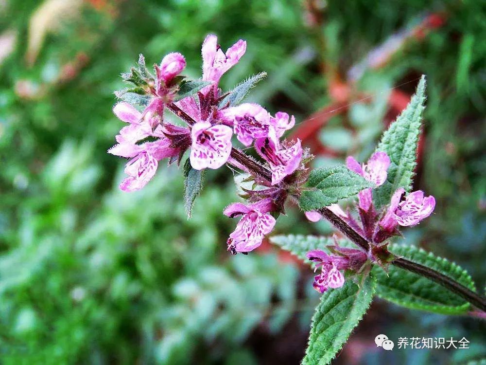 识花| 看图猜花名,了解更多有趣花卉知识